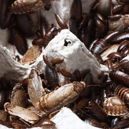 cockroaches