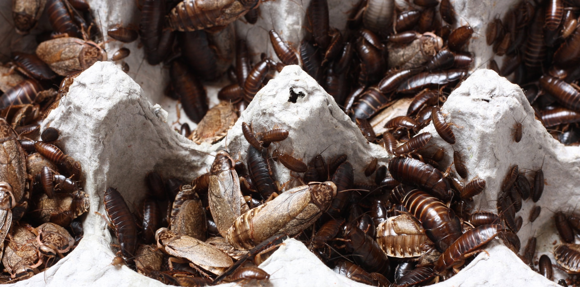 cockroaches